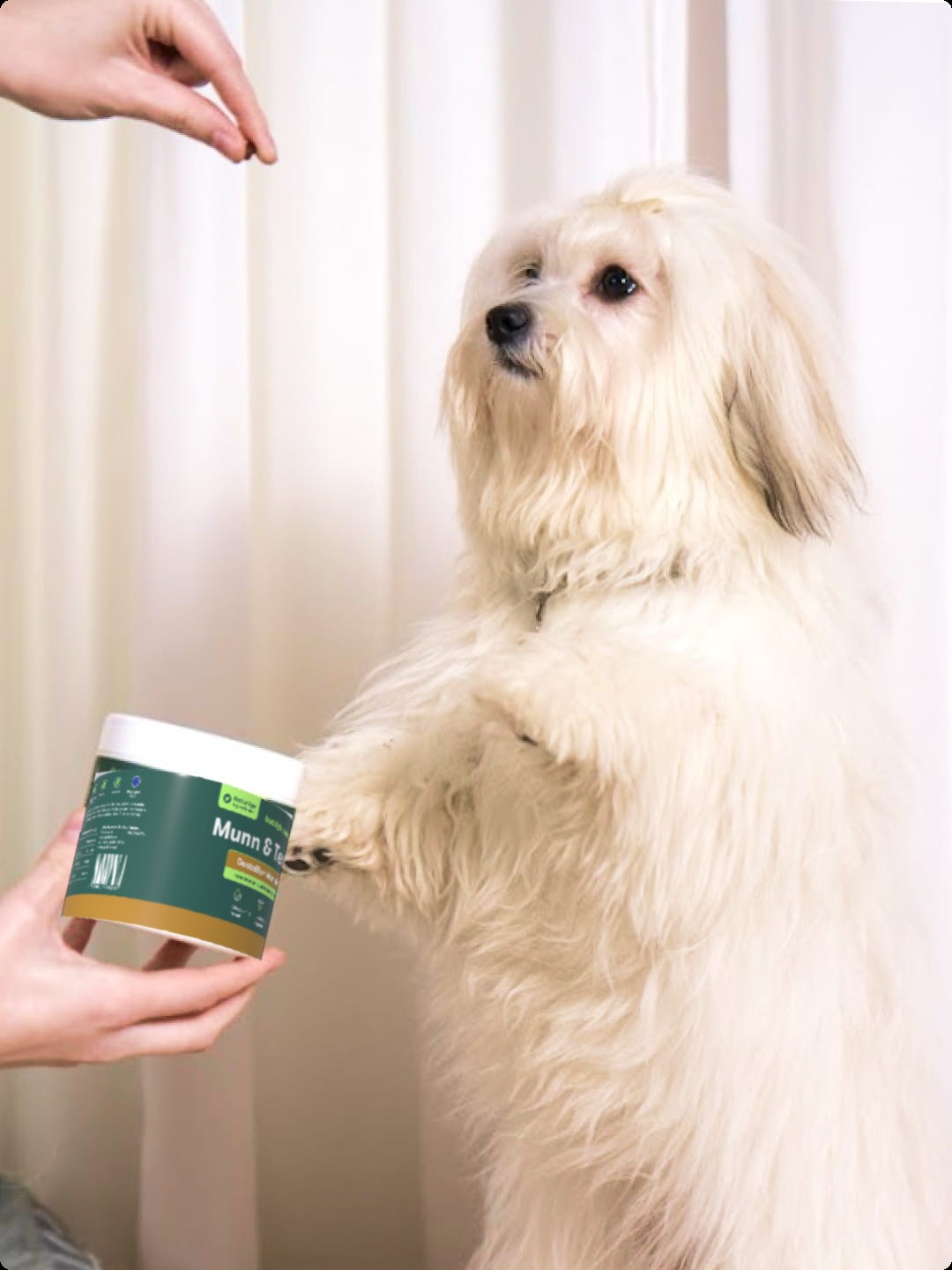 Langhåret lille hvid hund giver pote til ejer, der holder en grøn bøtte med hundesupplement