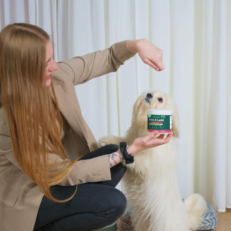 Kvinde holder beholder med Hofte & Led kosttilskud mens lille hvid hund står på bagben og ser op