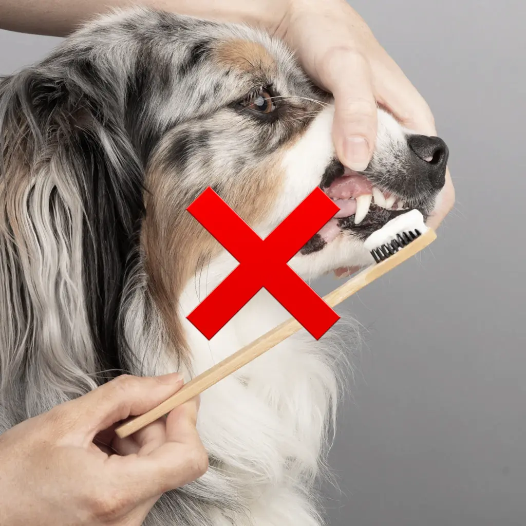 Langhåret hund får tandbørstning med tandbørste, rødt kryds viser at denne metode frarådes