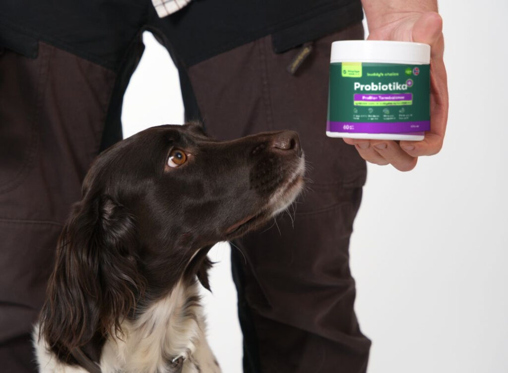 Brun- og hvid hund kigger op på en hånd, der holder en bøtte probiotika til hunde
