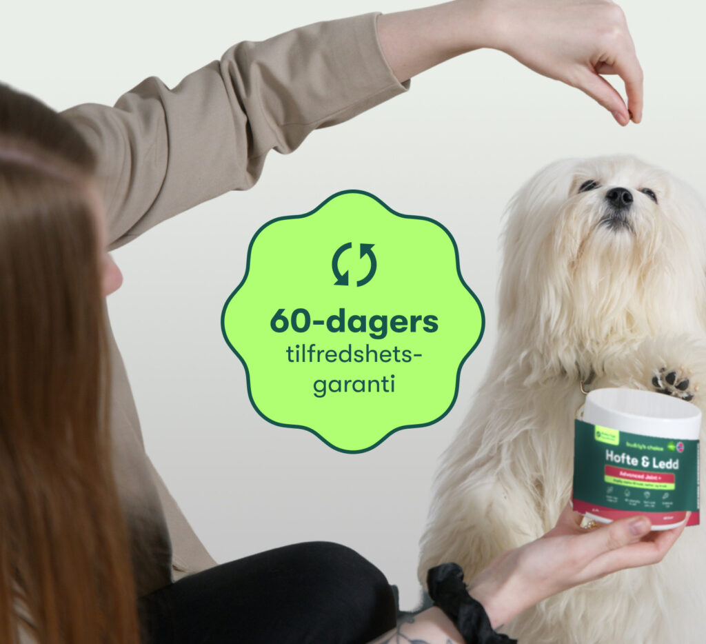 Hvid fluffy hund når op til person, der holder kosttilskud Hofte & Led med grønt 60-dage tilfredshedsgaranti-badge.