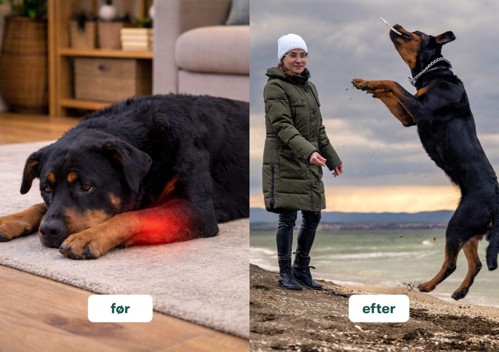 Før/efter: Rottweiler med rødt ømt forben liggende indendørs, efter glad og springende på stranden med ejer.