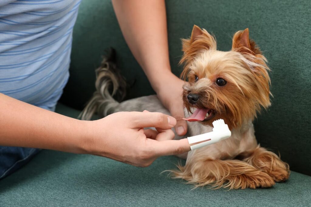 Lille Yorkshire terrier får børstet tænder med fingerbørste på grøn sofa
