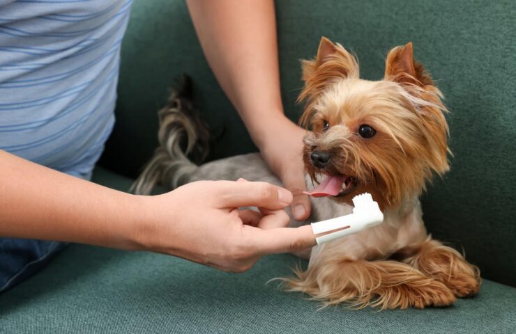 Lille Yorkshire terrier får børstet tænder med fingerbørste på grøn sofa