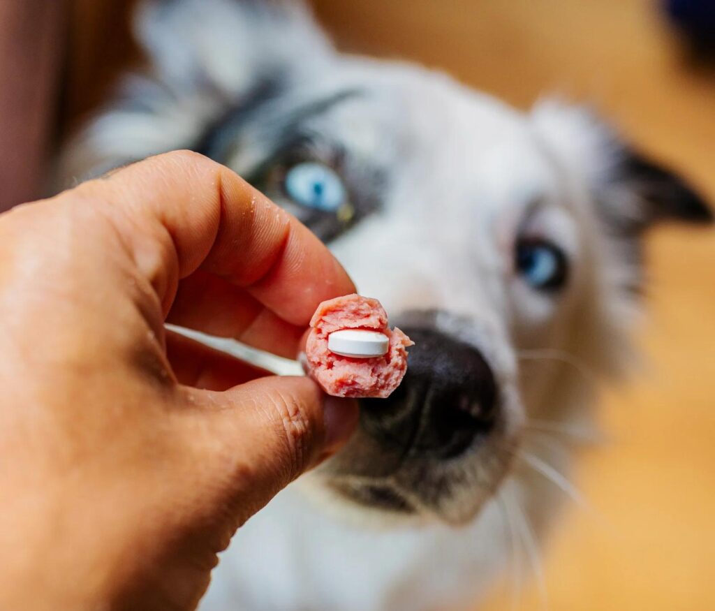 Hånd holder kødstrimmel med pille skjult i kødet foran nysgerrig hund med blå øjne
