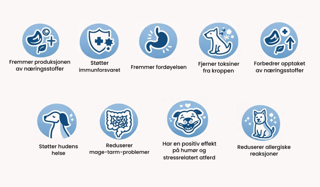 Ikoner: probiotikas fordele for hunde – bedre fordøjelse, styrket immunforsvar, bedre hud og mindre tarmproblemer