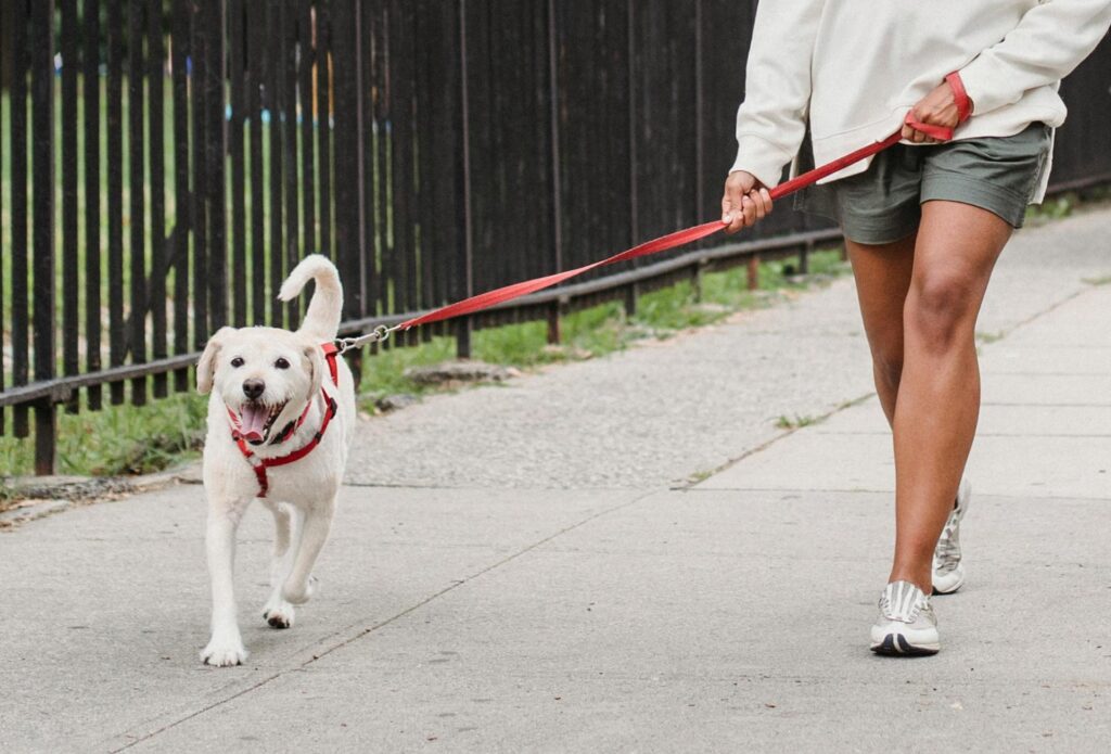 Person går tur med hvid hund i rød sele langs fortovet