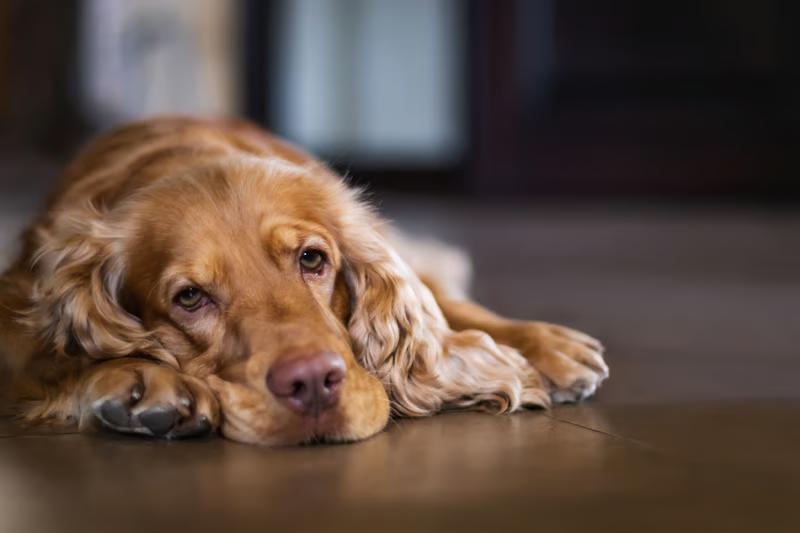 Trist langhåret gylden hund ligger med hovedet på poten på trægulv