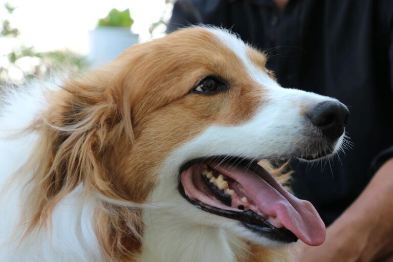 Brun-hvid hund nærbillede med åben mund, tungen ude og synlig tandsten på tænderne
