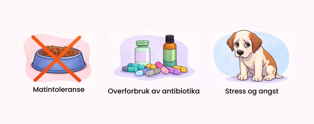 Tre illustrationer: krydset foderskål, antibiotikapiller og trist hund, der viser årsager til maveproblemer hos hunde