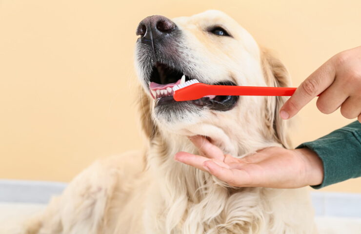 Golden retriever får børstet tænder med rød tandbørste, ejer holder kæben