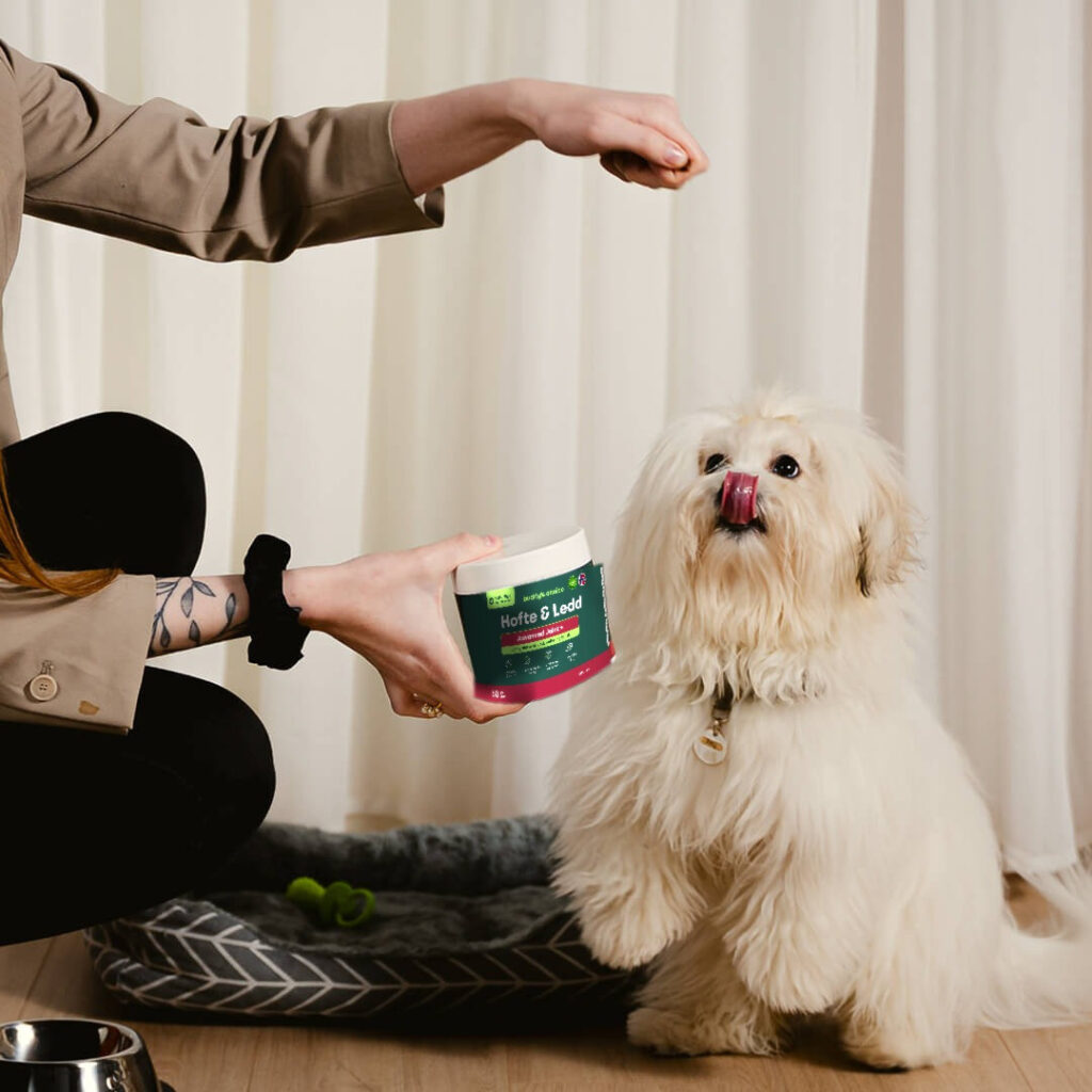 Lille fluffy hvid hund står på bagben og slikker sig, ejer holder krukke med hofte- og ledsupplement