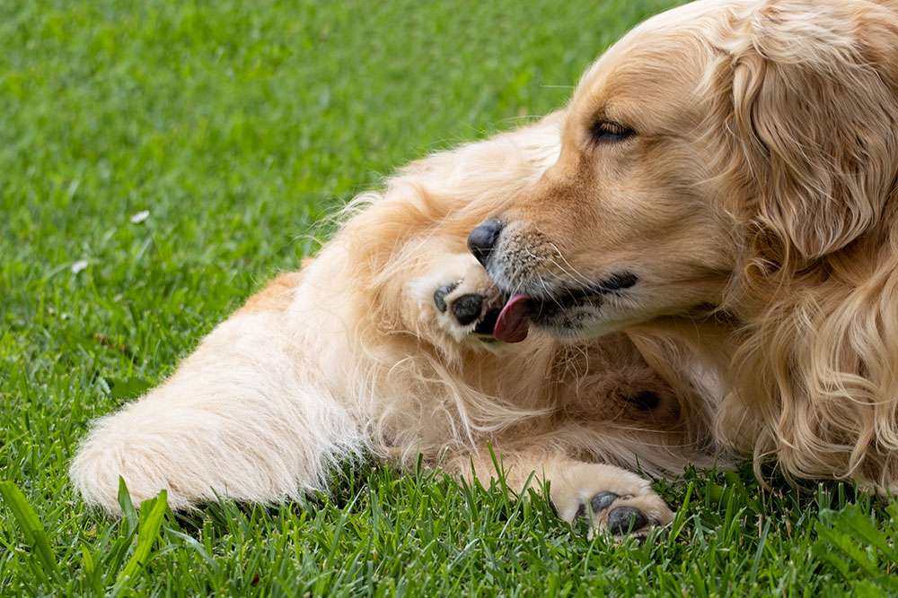 Nærbillede af golden retriever, der ligger i græs og slikker sin pote