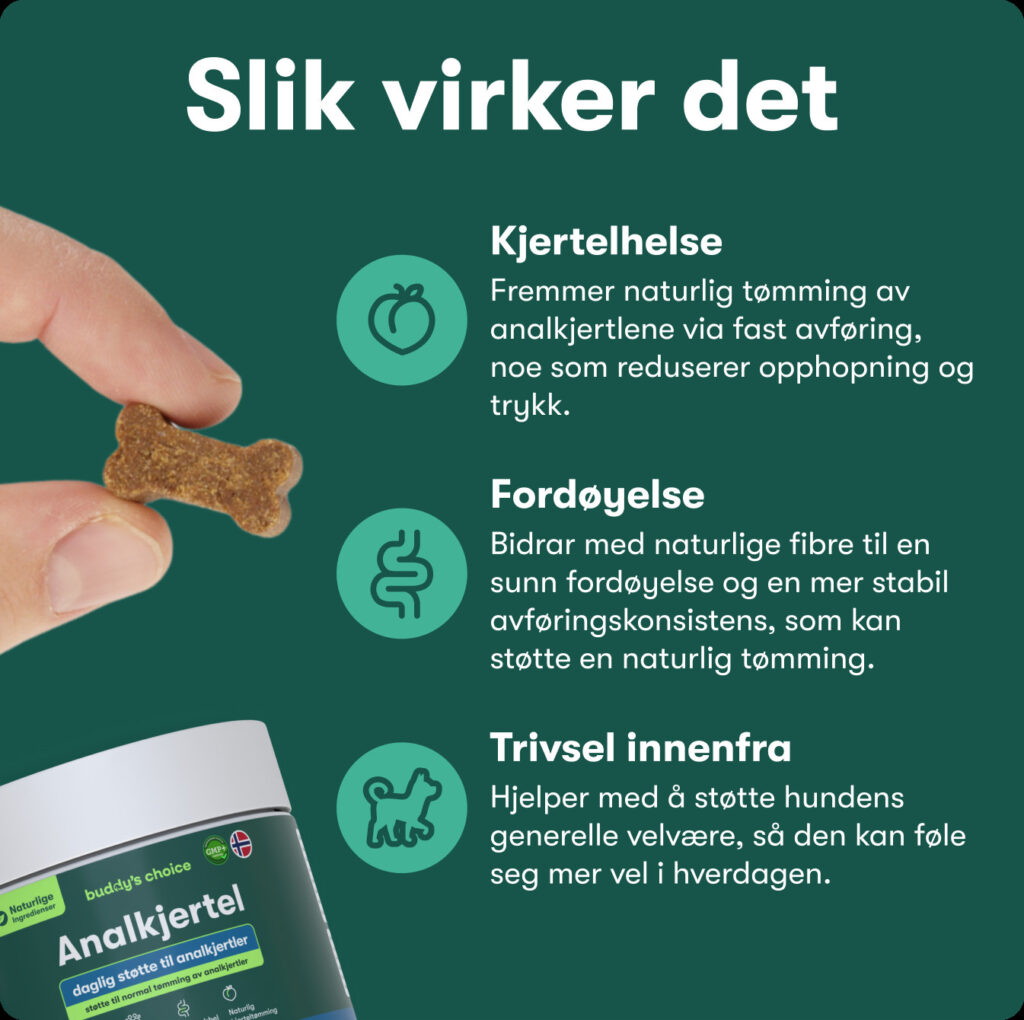 Hånd holder knogleformet godbid over dåse med kosttilskud til hundens analkirtler og forklaring af virkninger