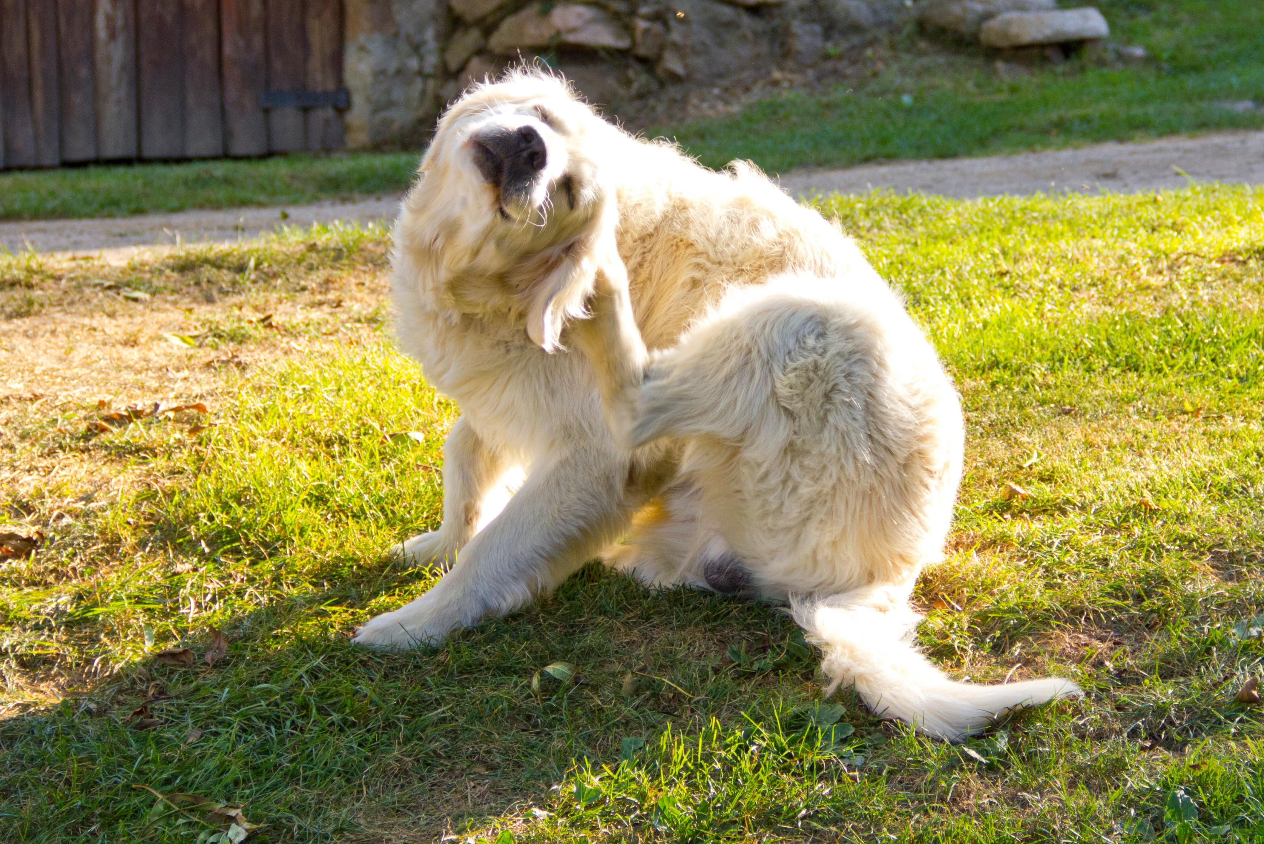 Golden retriever klør sig i nakken på en solbeskinnet græsplæne