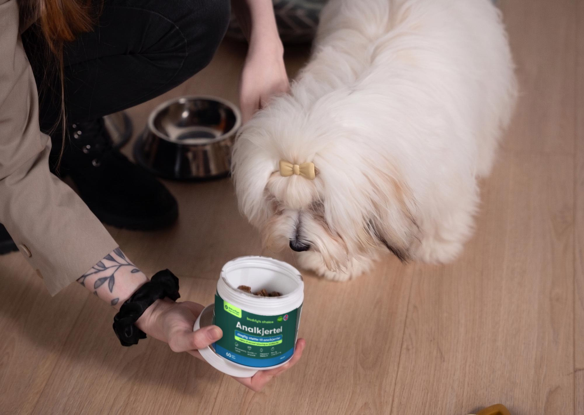 Lille hvid hund med sløjfe snuser til bøtte med tilskud til analkirtler, person rækker dåse over gulvet