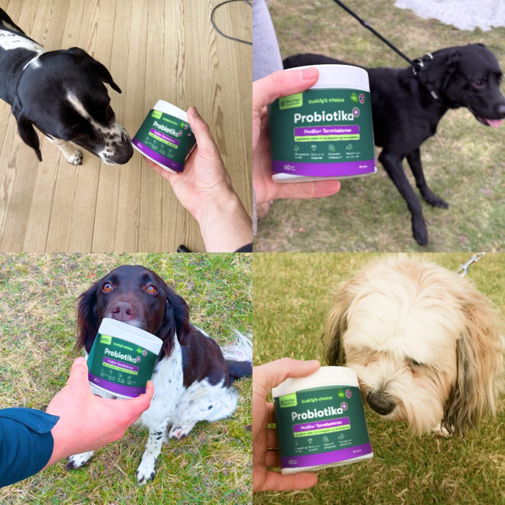 Probiotika til hunde: person viser beholder mens flere hunde snuser nysgerrigt