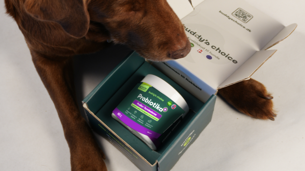 Brun hund snuser til et kosttilskud med probiotika til hunde i åben emballage