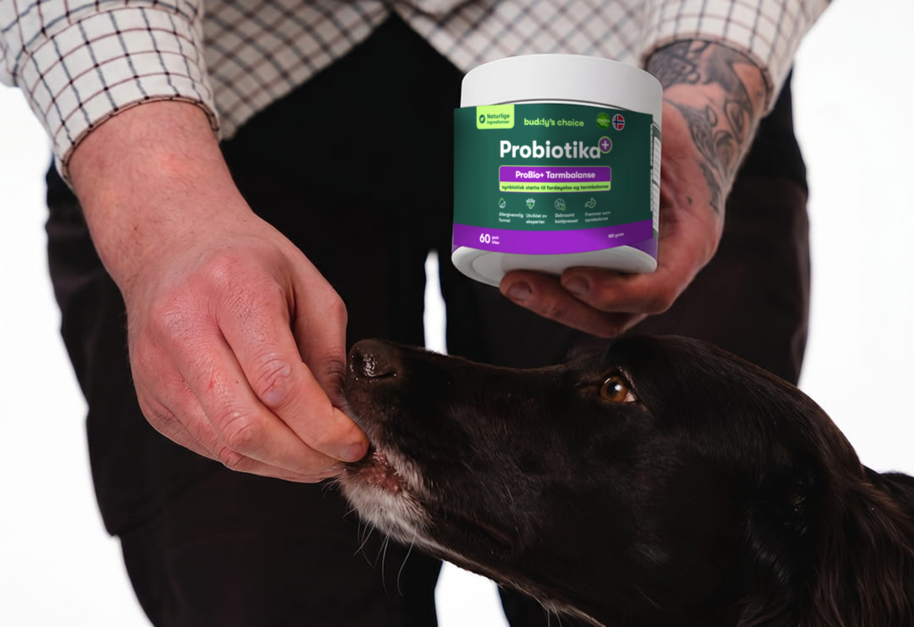 Person holder probiotika-bøtte til hund og giver den en godbid