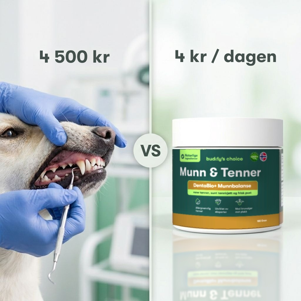 Sammenligning: hund får tandrens hos dyrlæge 4.500 kr. vs mund- og tændepulver 4 kr./dag