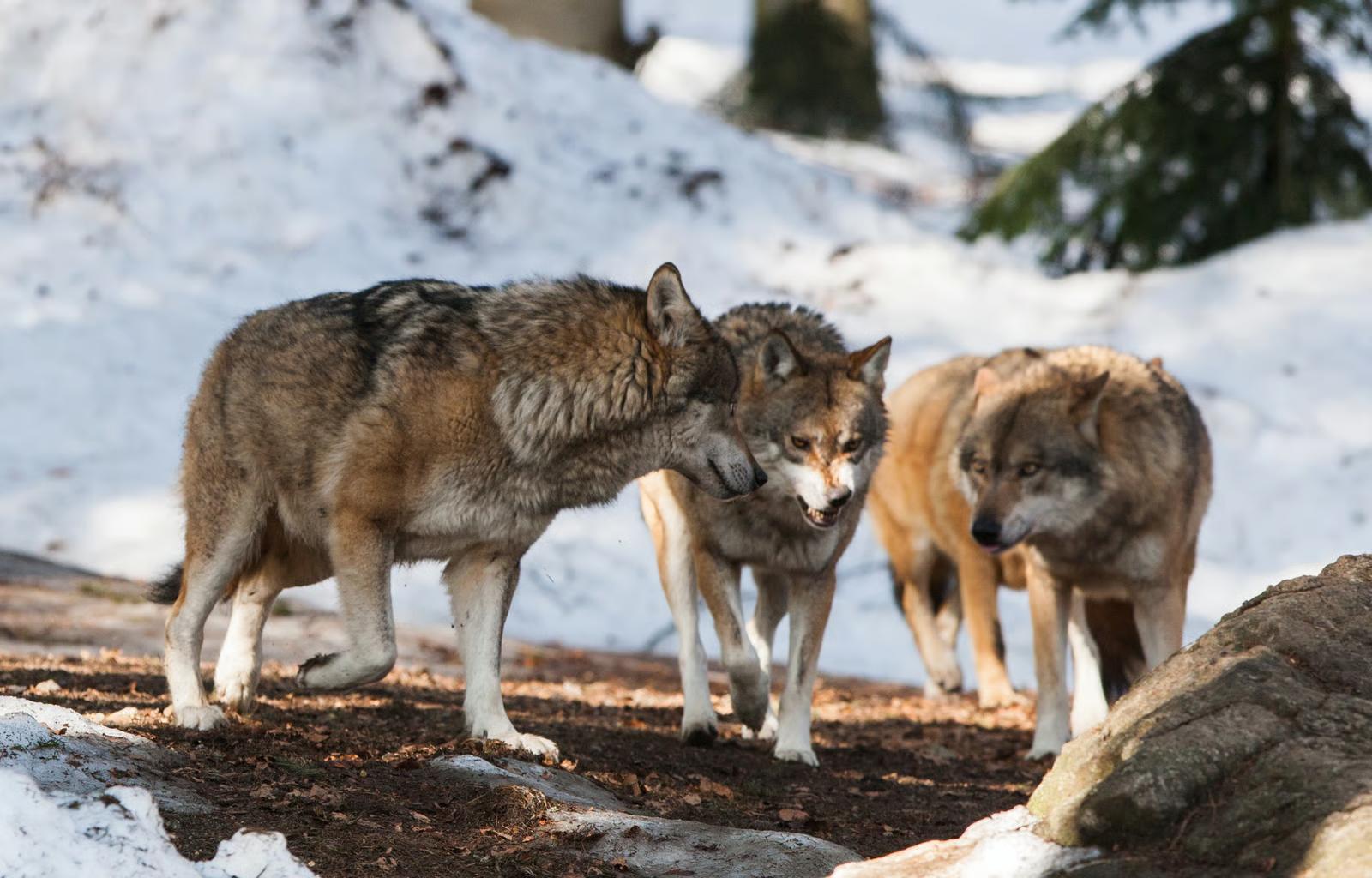 Tre grå ulve i snedækket skov, én viser tænder