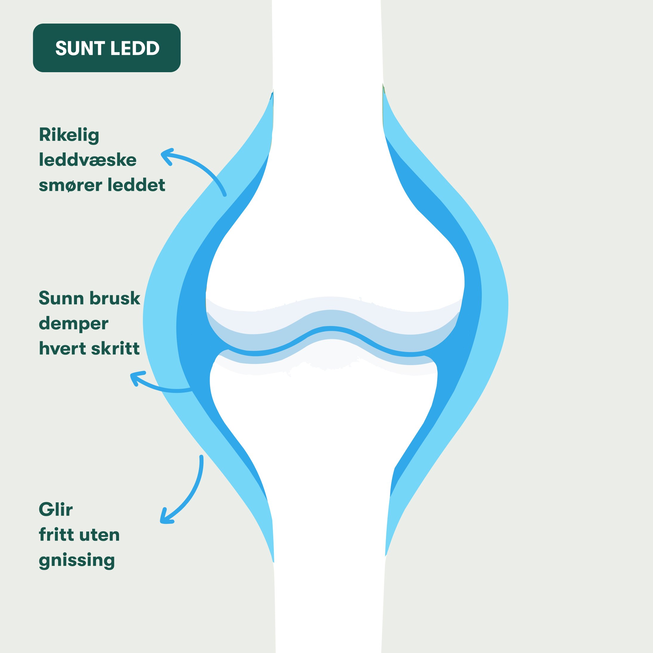 Illustration af sundt knæled med blå ledvæske, sund brusk og pile der viser smøring