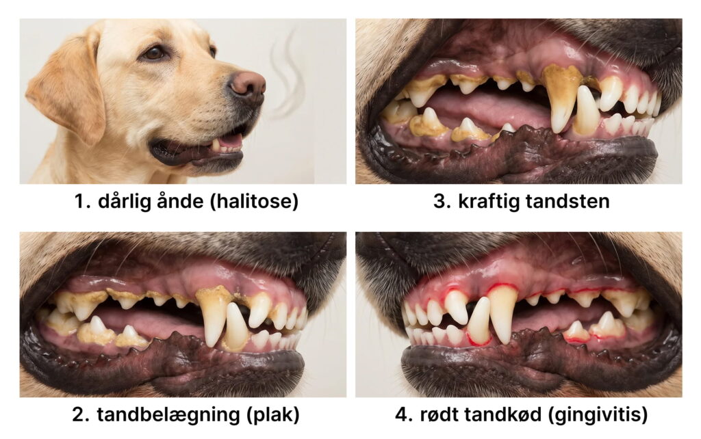 Hund med tandproblemer: dårlig ånde, kraftig plak og tandsten samt rødt, betændt tandkød (gingivitis)