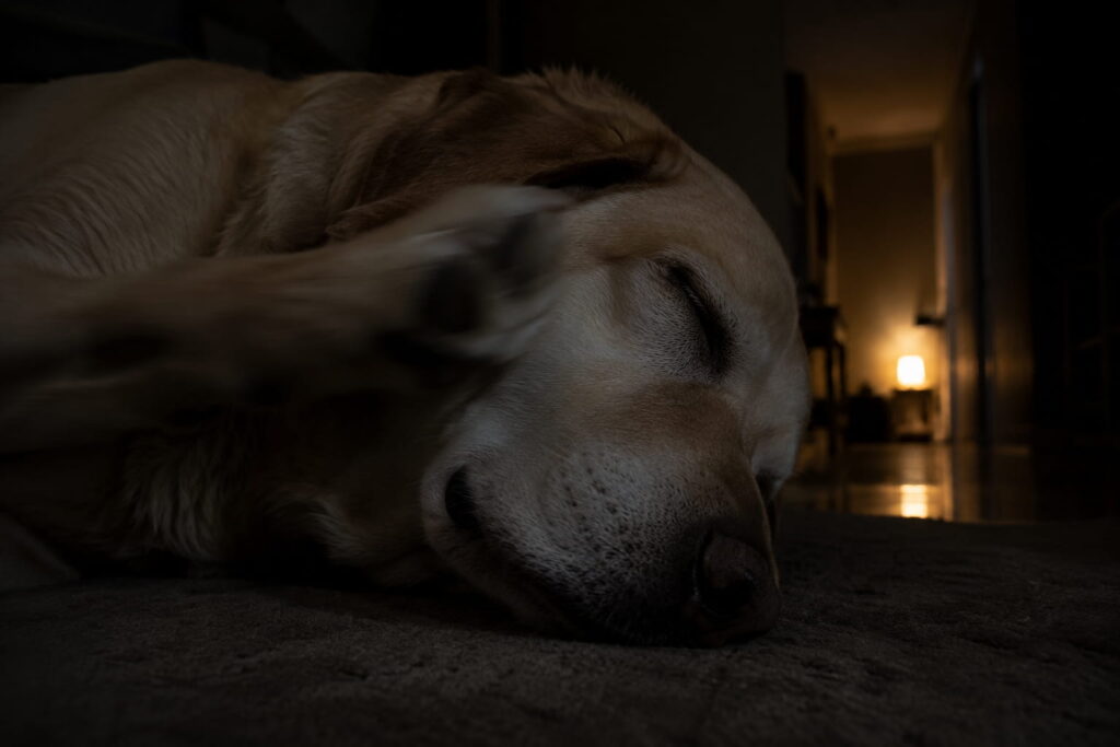 Sovende labrador med pote ved ansigtet i dæmpet natlys og varm lampe i baggrunden