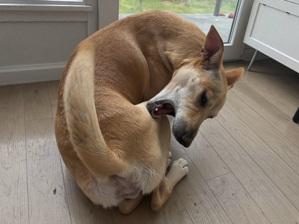 Hund der bider og slikker sig ved haleroden