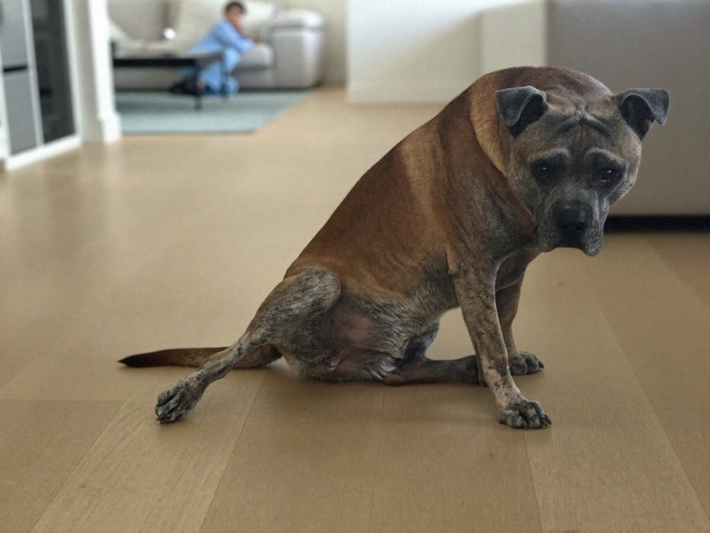 Hund der saetter sig skaevt ned paa den ene hofte med bagbenet ud til siden