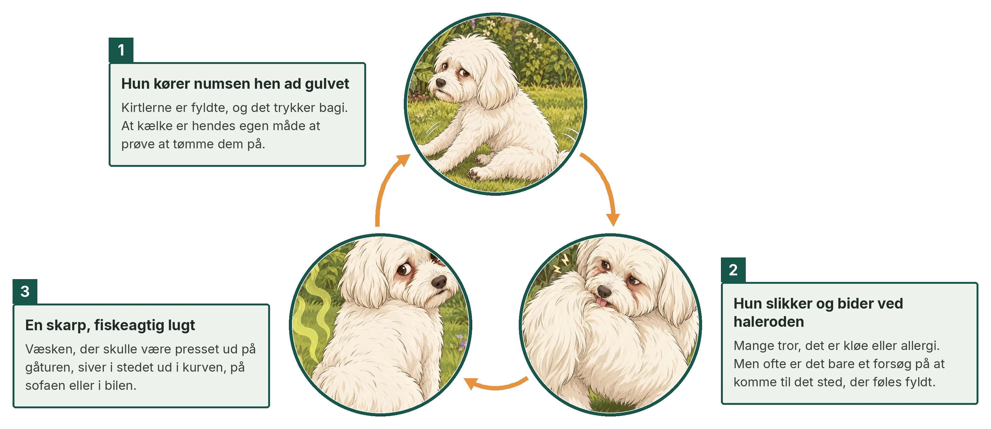 Tre illustrationer af en lille hvid hund: sidder, slikker/gnider haleroden og kigger bagud med ubehag