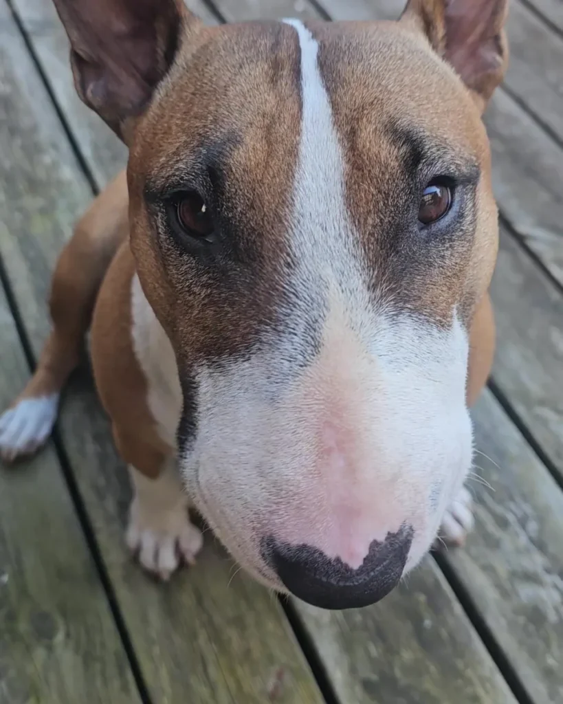 Tulle, en bullterrier, kigger op i kameraet